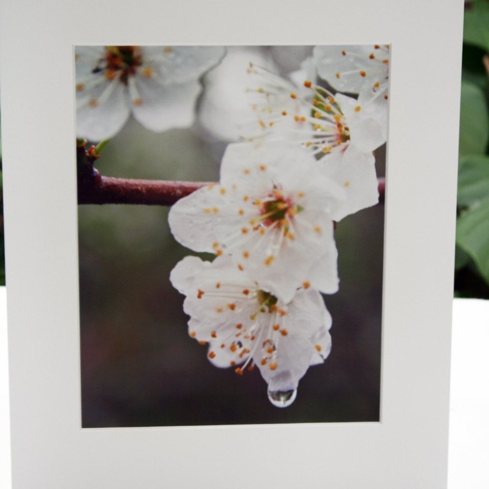 Photography Print of Spring Plum Blossoms
